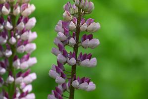 2025-06018762 Acton Arboretum, MA